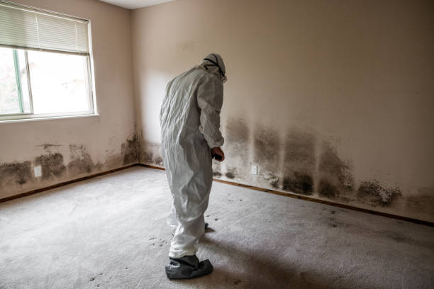 Best White Mold Remediation in USA